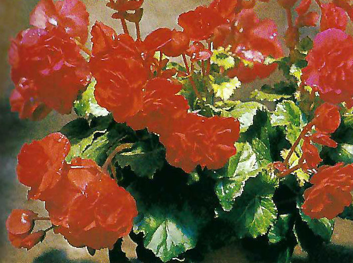 B. ‘Nelly Visser’